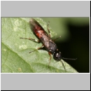 Xiphydria prolongata - Blattwespe 01b 12mm.jpg